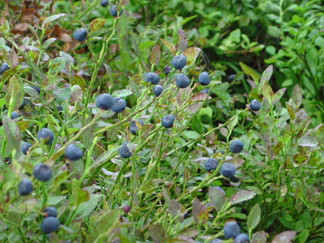 Blue Berries